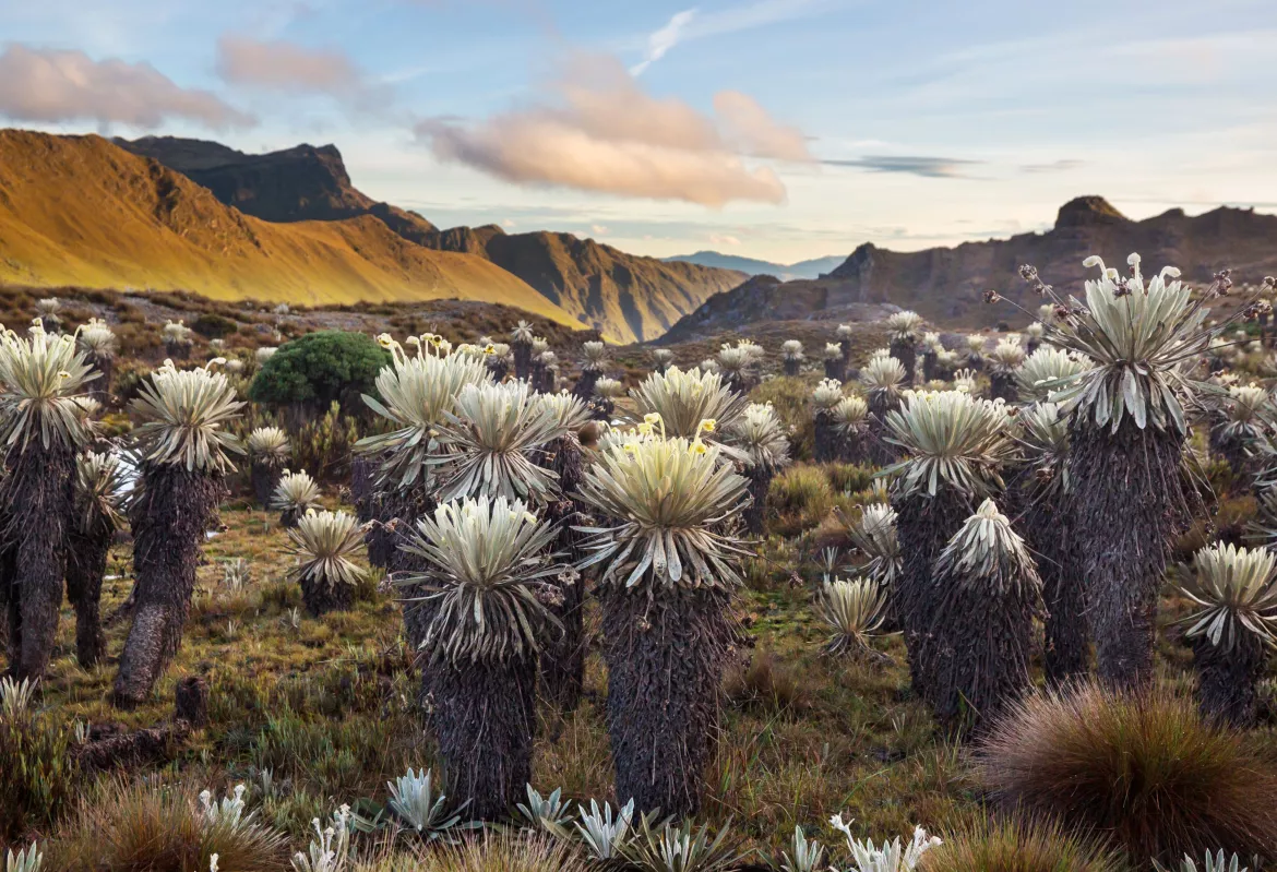 Andenregion, Kolumbien