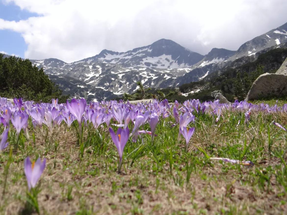 Pirin Nationalpark, Bulgarien