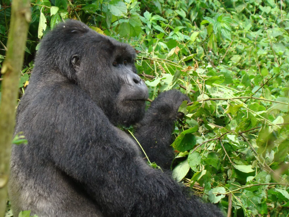 Bwindi Nationalpark