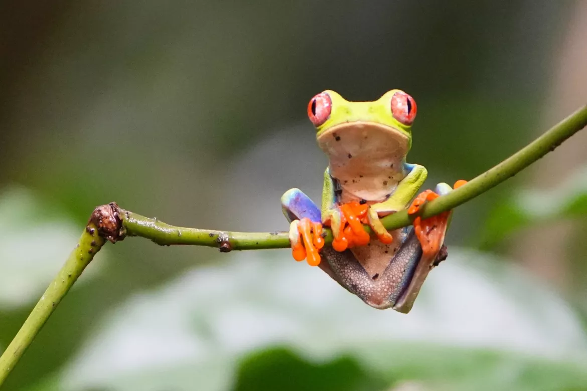 Costa Rica, Zentral- und Südamerika