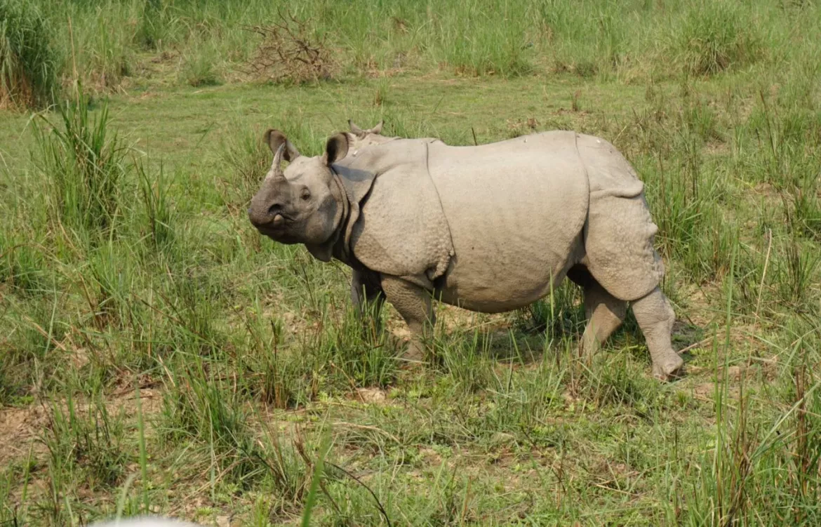 Chitwan-Nationalpark, Nepal