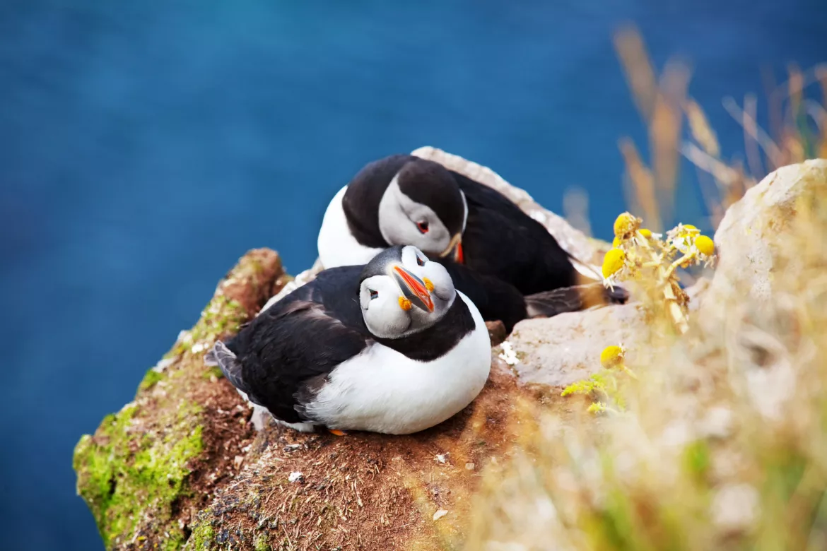 Puffins in Snaefelsness, Island