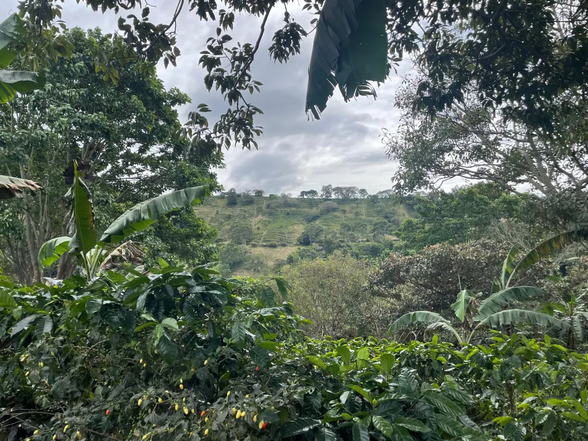 Zentrales Hochland, Wanderung Juan Kaffeeplantagen, Costa Rica